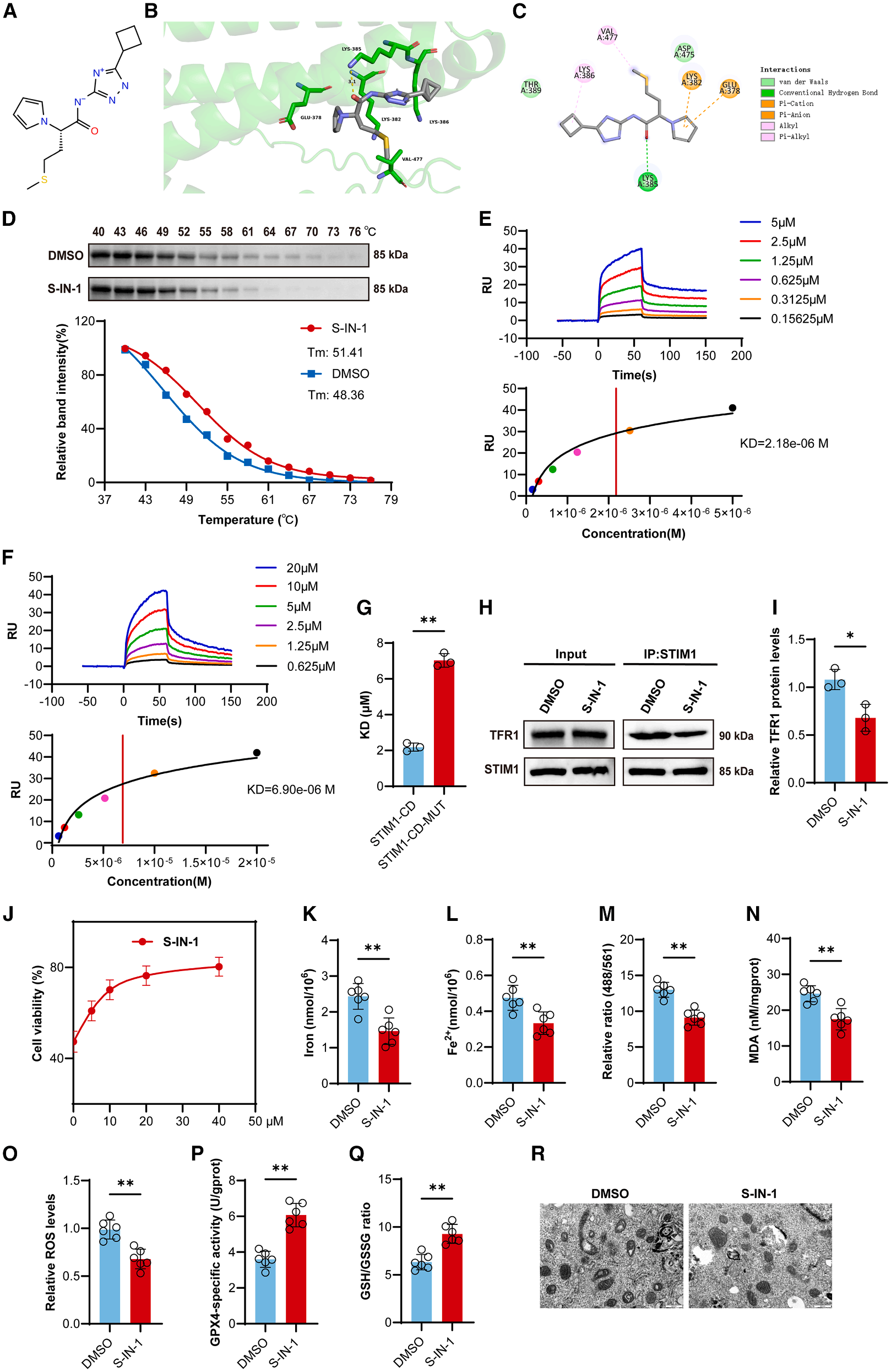 项目文章IF=10：STIM1调控铁稳态促神经元铁死亡加重脑出血脑损伤